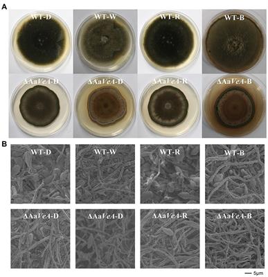 Roles of AaVeA on Mycotoxin Production via Light in Alternaria alternata